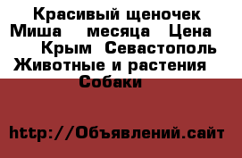 Красивый щеночек Миша. 3 месяца › Цена ­ 1 - Крым, Севастополь Животные и растения » Собаки   
